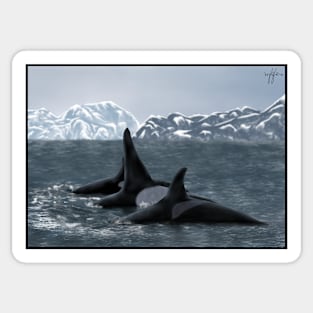Norwegian Orcas Landscape Sticker